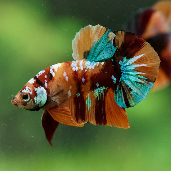 Multicolor/Galaxy Koi Plakat -16 weeks Old