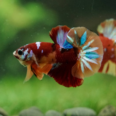 Multicolor/Galaxy Koi Plakat -16 weeks Old