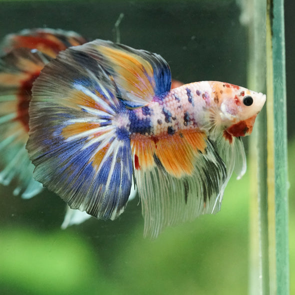 Galaxy/Candy Koi Halfmoon - 14 weeks old
