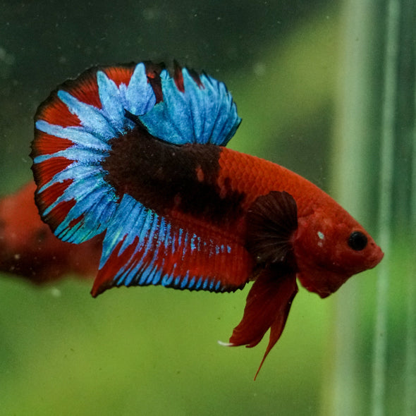 Red Fancy (Hell Boy) Plakat -13 weeks Old