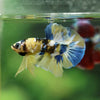 Multicolor/Galaxy Koi Plakat -16 weeks Old