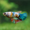 Multicolor/ Galaxy Koi Plakat - Female- 13 Weeks Old