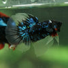 Black Base Galaxy/Candy Koi Halfmoon - 14 weeks old