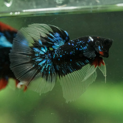 Black Base Galaxy/Candy Koi Halfmoon - 14 weeks old