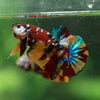 Multicolor/Galaxy Koi Plakat -16 weeks Old