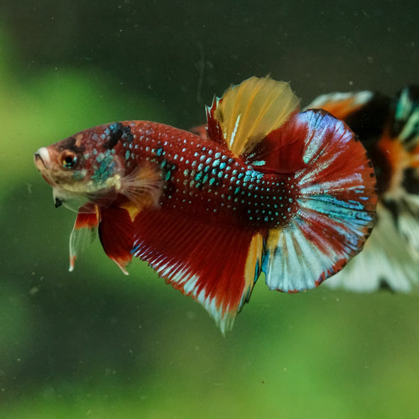 Multicolor/Galaxy Koi Plakat -16 weeks Old
