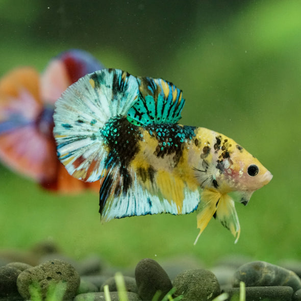 Multicolor/Galaxy Koi Plakat -16 weeks Old