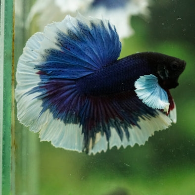Dumbo Halfmoon - 14 weeks old
