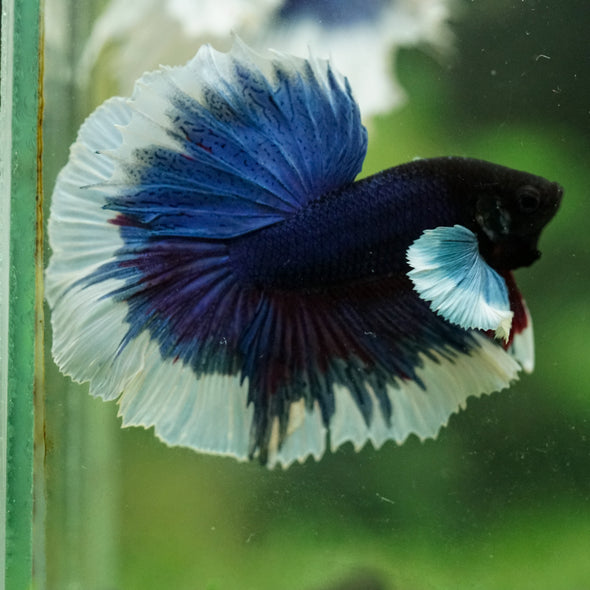 Dumbo Halfmoon - 14 weeks old