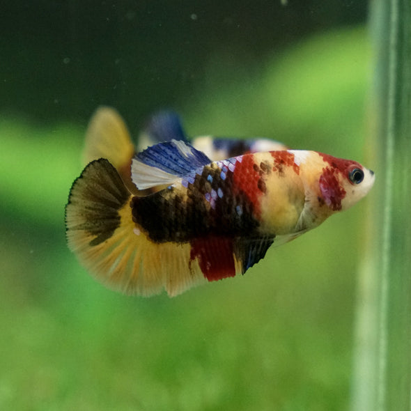 Multicolor/ Galaxy Koi Plakat - Female- 13 Weeks Old