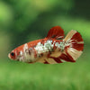 Multicolor/ Galaxy Koi Plakat- Female- 13 Weeks Old