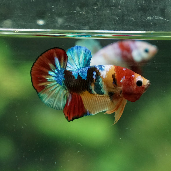 Multicolor/Galaxy Koi Plakat -11 weeks Old