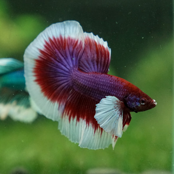 Dumbo Halfmoon - 10 weeks old