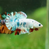 Multicolor/Galaxy Koi Plakat -16 weeks Old