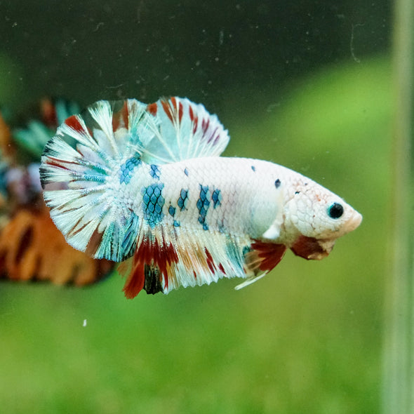 Multicolor/Galaxy Koi Plakat -16 weeks Old
