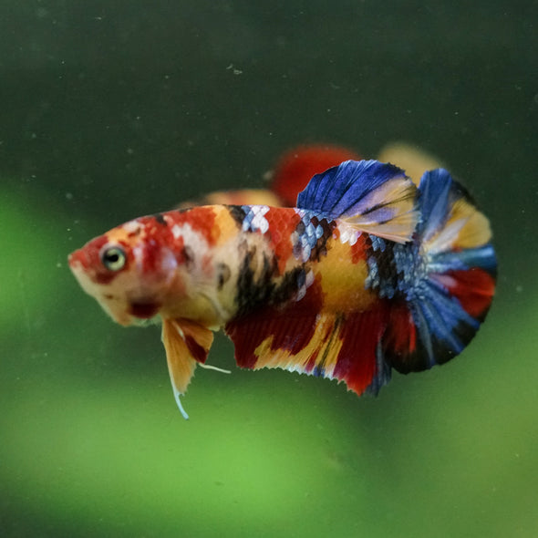 Multicolor/ Galaxy Koi Plakat- Female- 13 Weeks Old