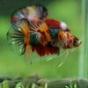 Multicolor/Galaxy Koi Plakat -16 weeks Old