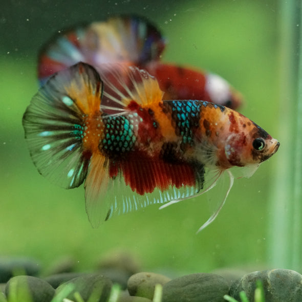 Multicolor/Galaxy Koi Plakat -16 weeks Old