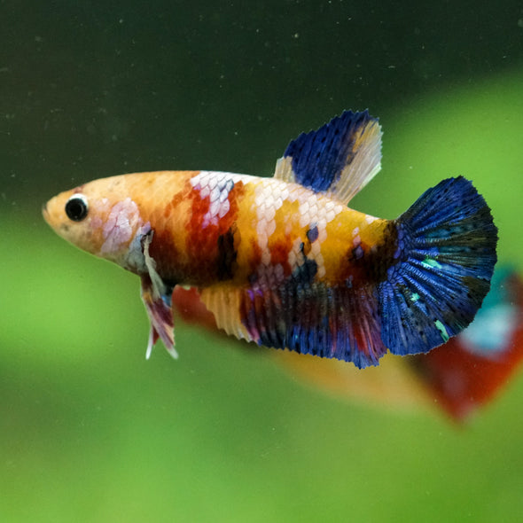 Multicolor/ Galaxy Koi Plakat- Female- 13 Weeks Old
