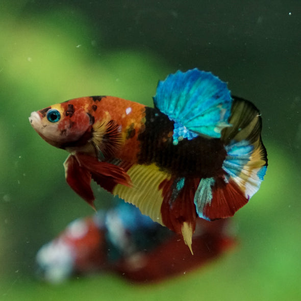 Multicolor/Galaxy Koi Plakat -13 weeks Old