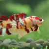 Multicolor/Galaxy Koi Plakat -13 weeks Old