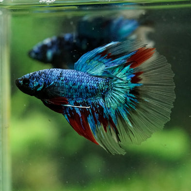 Black Base Galaxy Koi Halfmoon (Avatar) - 14 weeks old