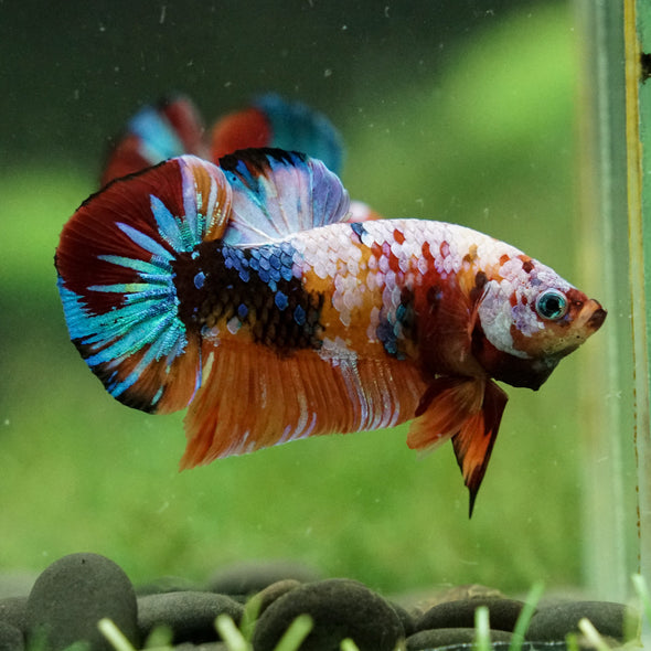 Multicolor/Galaxy Koi Plakat -16 weeks Old