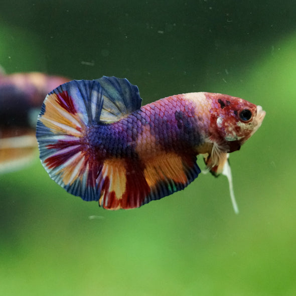 Multicolor/Galaxy Koi Plakat -11 weeks Old