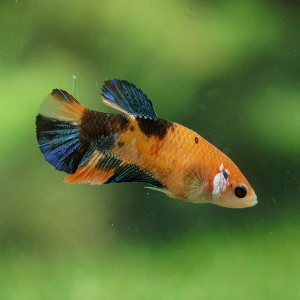 Multicolor/ Galaxy Koi Plakat- Female- 13 Weeks Old