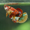Multicolor/ Galaxy Koi Plakat- Female- 13 Weeks Old