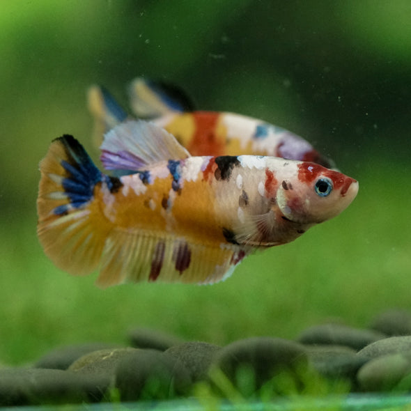 Multicolor/ Galaxy Koi Plakat- Female- 13 Weeks Old