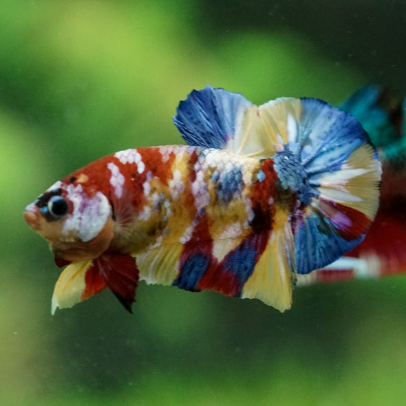 Multicolor/Galaxy Koi Plakat -15 weeks Old