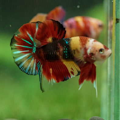 Multicolor/Galaxy Koi Plakat -16 weeks Old