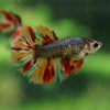 Multicolor/ Galaxy Koi Halfmoon- Female- 13 Weeks Old