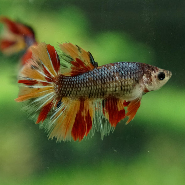 Multicolor/ Galaxy Koi Halfmoon- Female- 13 Weeks Old