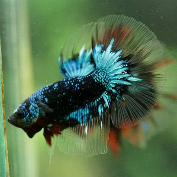 Black Base Galaxy/Candy Koi Halfmoon - 14 weeks old