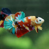 Multicolor/Galaxy Koi Plakat -15 weeks Old