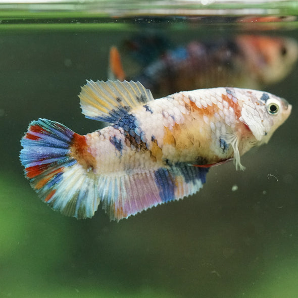 Multicolor/ Galaxy Koi Plakat- Female- 13 Weeks Old