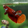 Multicolor/ Galaxy Koi Plakat- Female- 13 Weeks Old