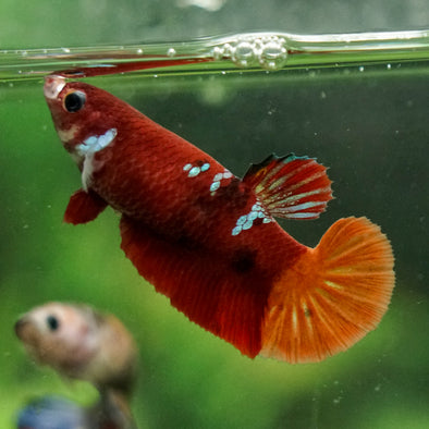 Multicolor/ Galaxy Koi Plakat- Female- 13 Weeks Old