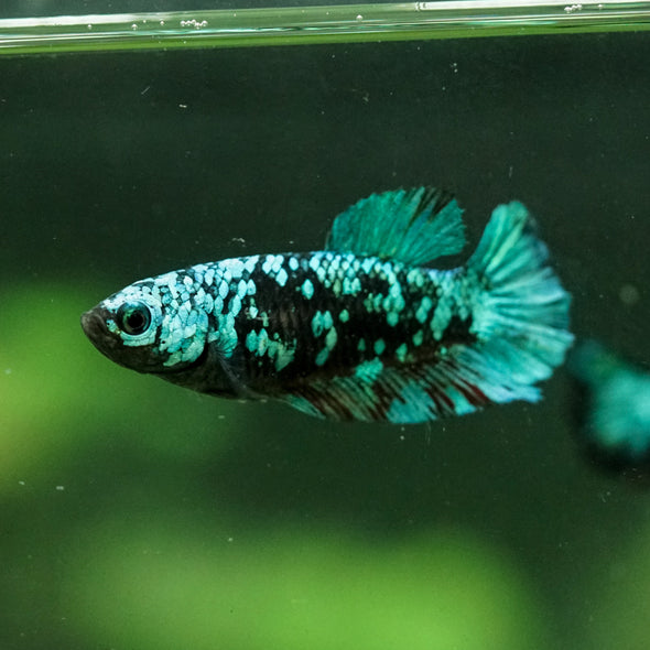 Black Galaxy Koi Plakat (Avatar) - Female- 13 Weeks Old