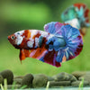 Multicolor/Galaxy Koi Plakat -16 weeks Old
