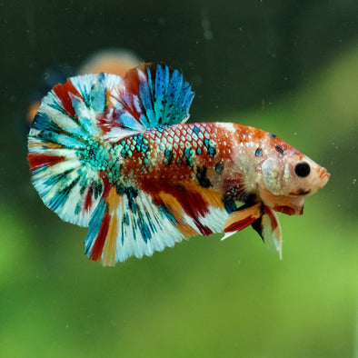 Multicolor/Galaxy Koi Plakat -16 weeks Old