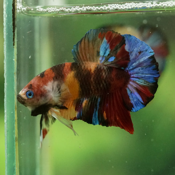 Multicolor/Galaxy Koi Plakat -16 weeks Old