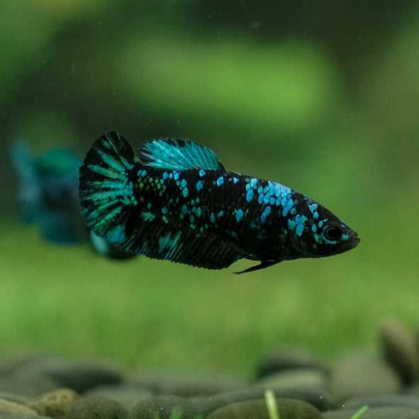 Black Galaxy Koi Plakat (Avatar) - Female- 13 Weeks Old