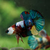 Multicolor/Galaxy Koi Plakat -16 weeks Old