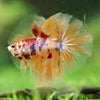 Galaxy/Candy Koi Halfmoon - 14 weeks old