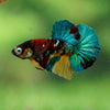 Multicolor/Galaxy Koi Plakat -16 weeks Old