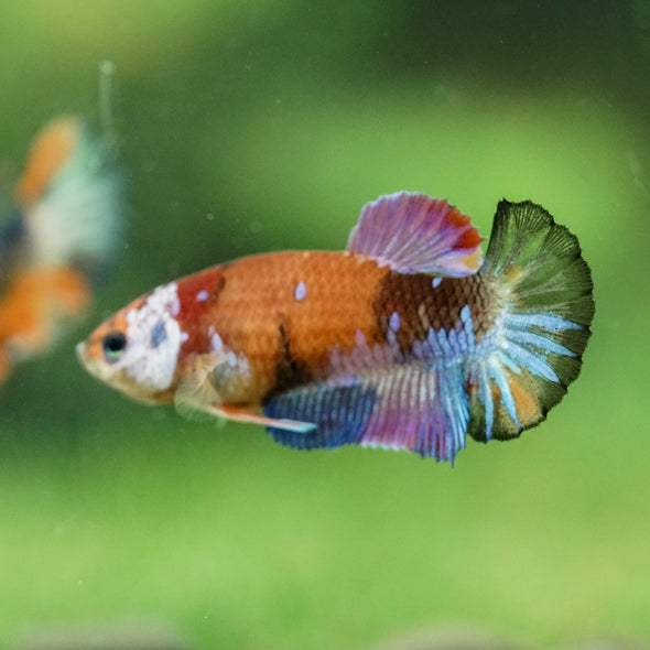 Multicolor/ Galaxy Koi Plakat- Female- 13 Weeks Old