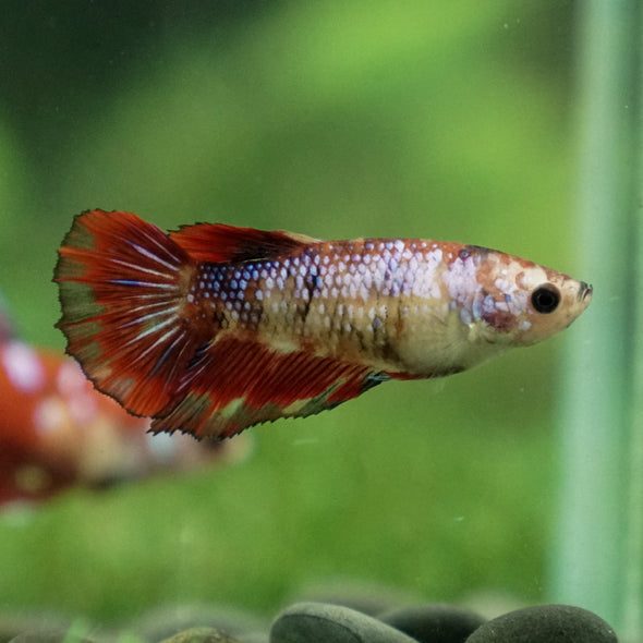 Multicolor/ Galaxy Koi Halfmoon- Female- 13 Weeks Old